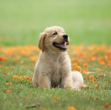 doggo